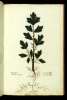  Fol. 290 

Aproxis Plin:
Phocalea Cretenisib.
Cassia nigra Theoph:
Cneorum alijs.